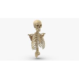 3D Real Human Rib Cage Spine Male Skull Calvicle and Scapula Bones Anatomy 01 model